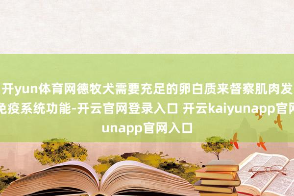 开yun体育网德牧犬需要充足的卵白质来督察肌肉发育和免疫系统功能-开云官网登录入口 开云kaiyunapp官网入口